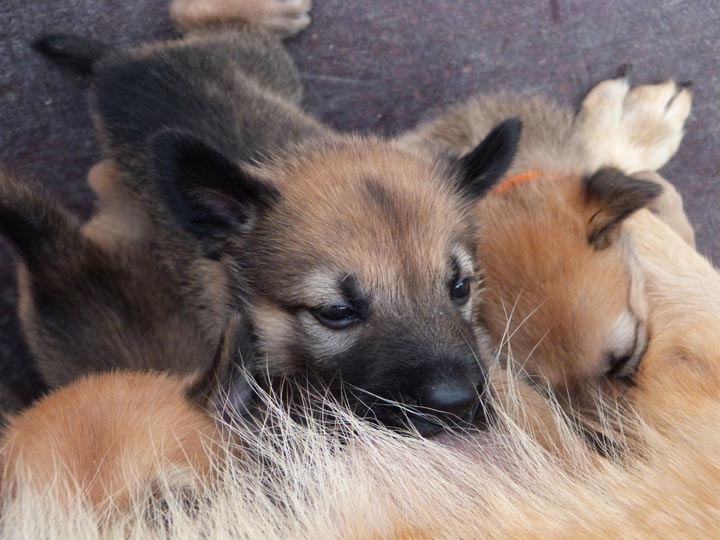chinook dog
